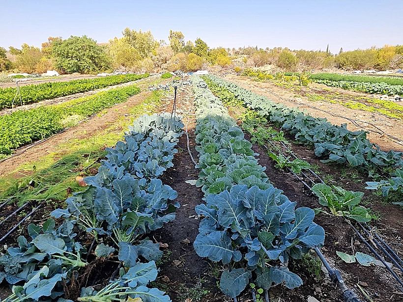 ביקור בגן הירק נאות סמדר