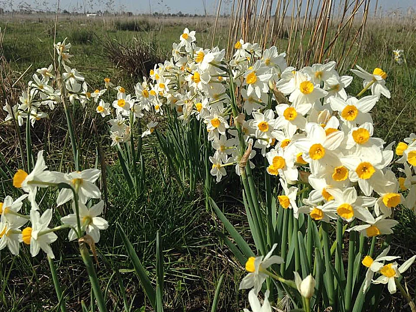 נרקיס מצוי באחו נוב