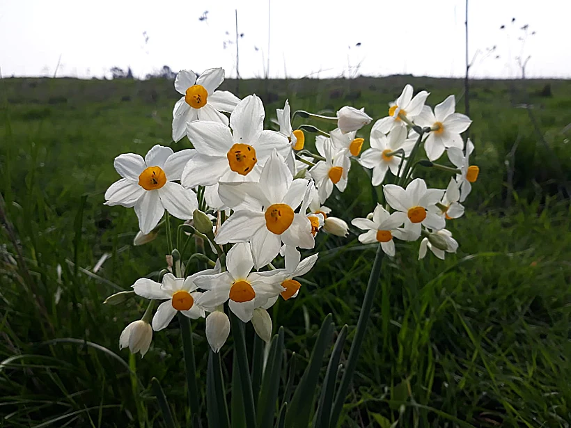 נרקיס מצוי באחו נוב