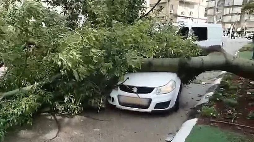קריסת העץ בהרצליה