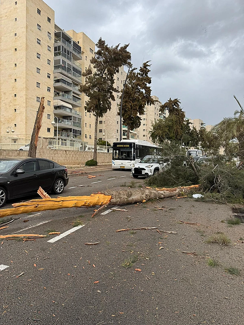 עץ שקרס על רכב באשקלון