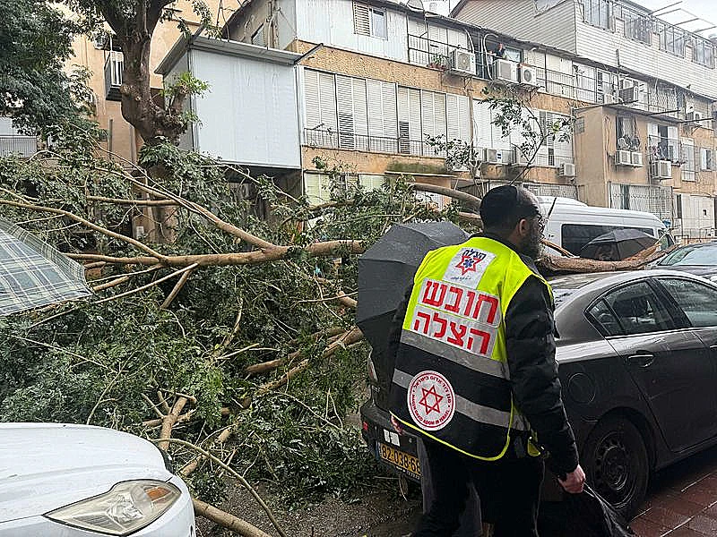 קריסת עץ בבני ברק