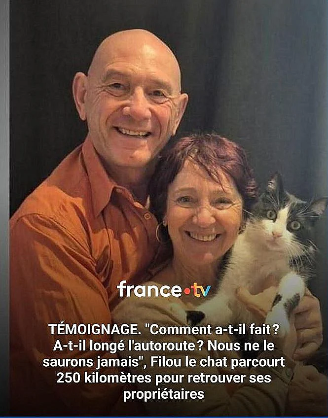 החתול שנעלם לחמישה חודשים