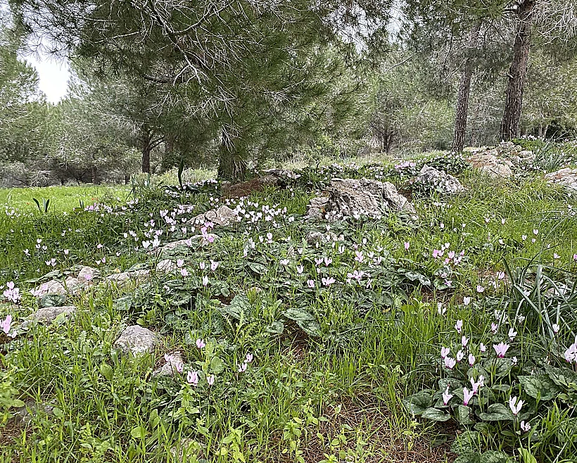 רקפות בהר הקפיצה