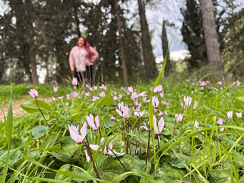 גבעת הרקפות שליד טל שחר