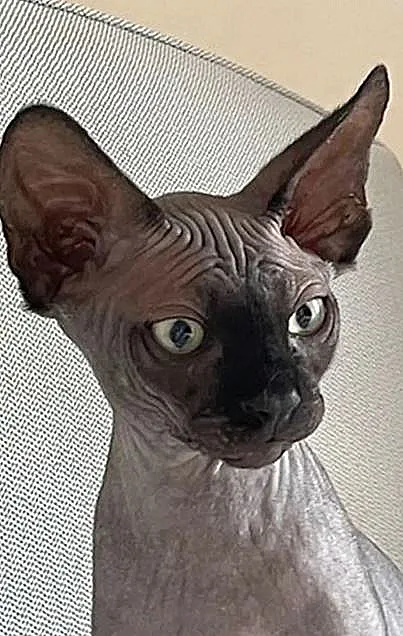 החתול הרצחני