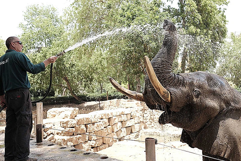 פיל בספארי רמת גן