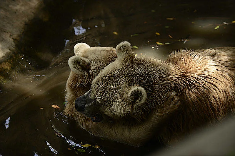 דובים בספארי רמת גן