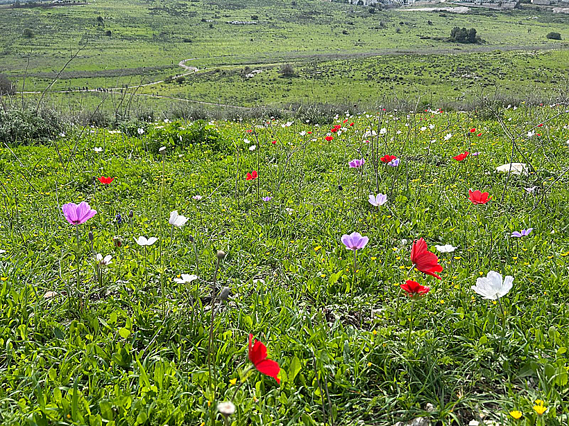 שביל סיון (עמק השלום), יקנעם