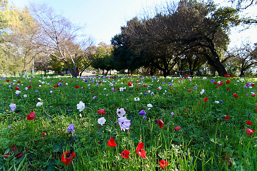 חורשת טל - כלניות