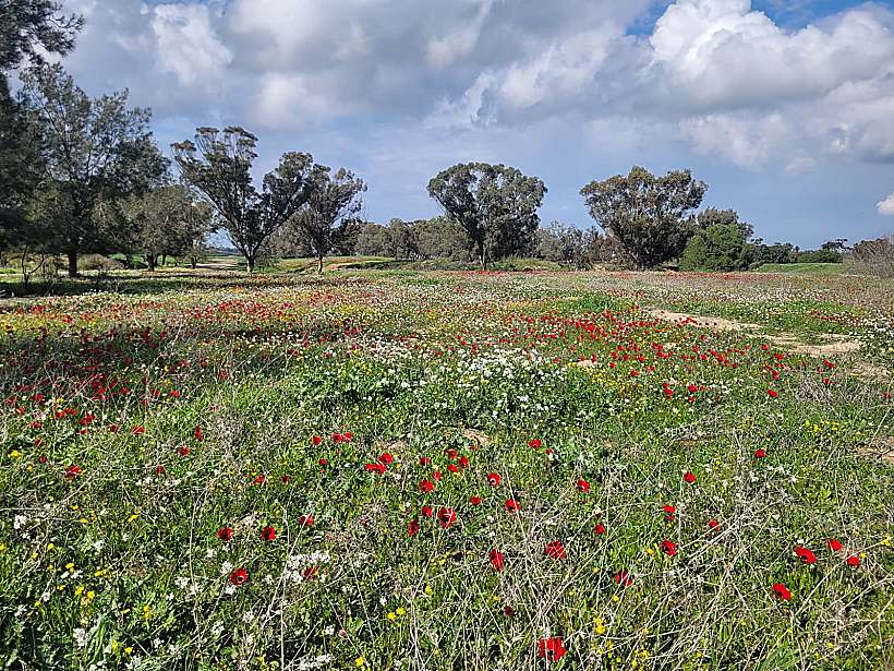 פריחה בפארק אשכול