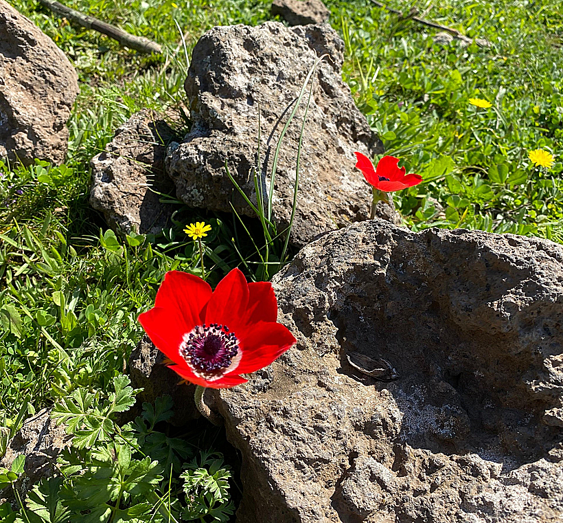 הג’ובה הגדולה
