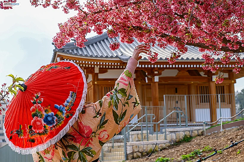 פסטיבל הסאקורה בגן הבוטני ירושלים