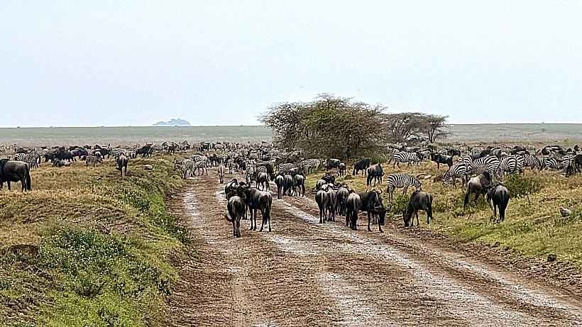 עונת הנדידה בסרנגטי טנזניה