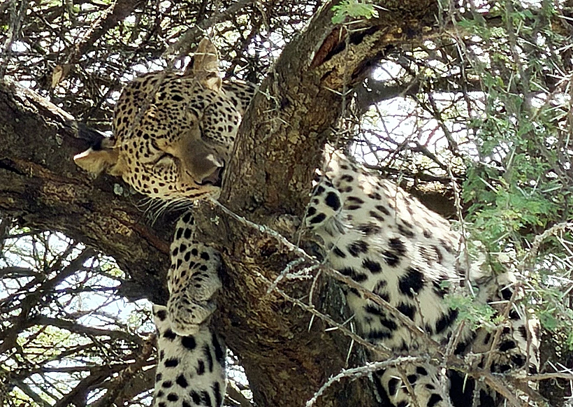 נמר בסרנגטי טנזניה