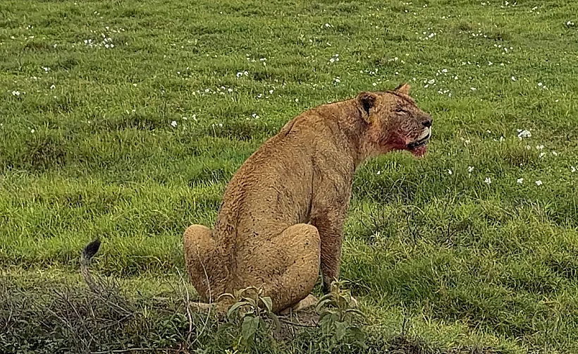 לביאה במכתש נגורונגורו טנזניה