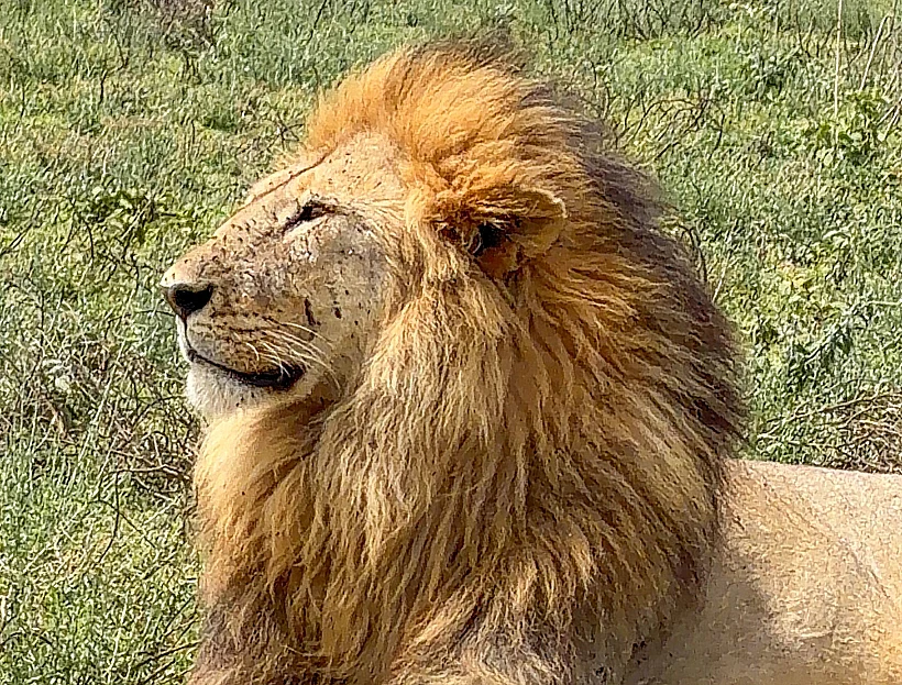 אריה בטנזניה