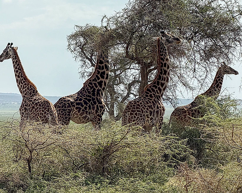 ג'ירפות בטנזניה