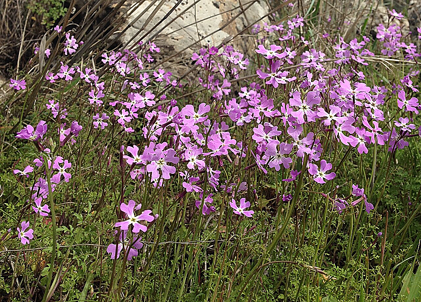 Ricotia Lunaria כרמלית נאה