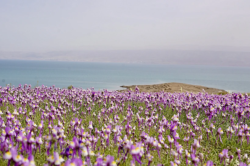 פשתנית ססגונית בצפון ים המלח