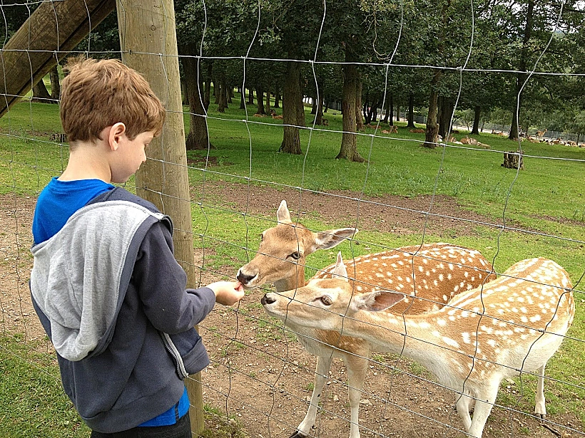 מאכילים במבי בפארק החיות עמק המוזל גרמניה klotti