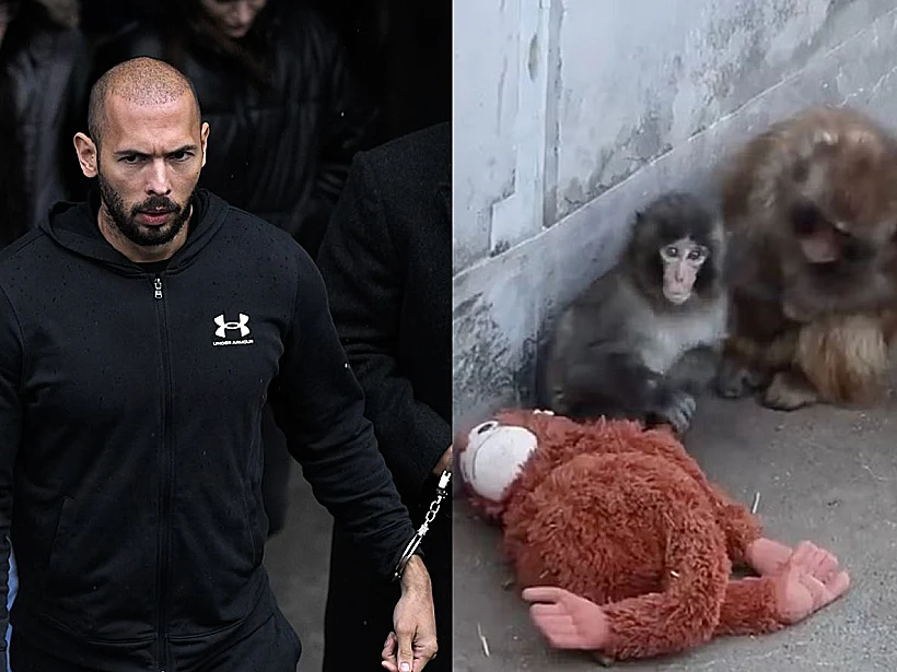 אנדרו טייט והקוף פאנץ'