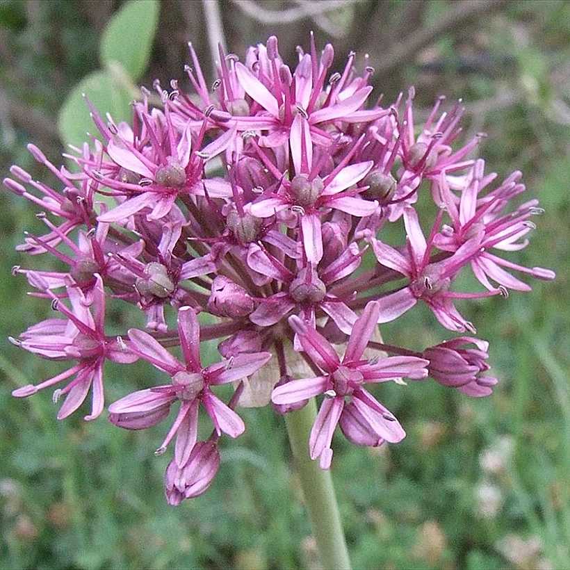 שום תל אביבי