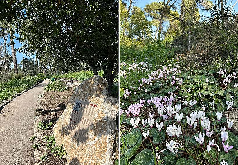 יער מסריק ליד קיבוץ שריד