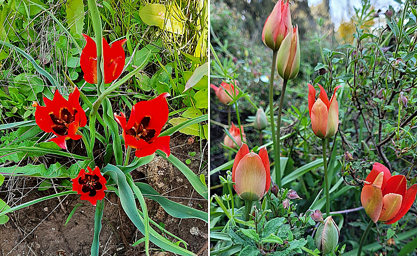 צבעונים בגבעת הפרחים במעגן מיכאל