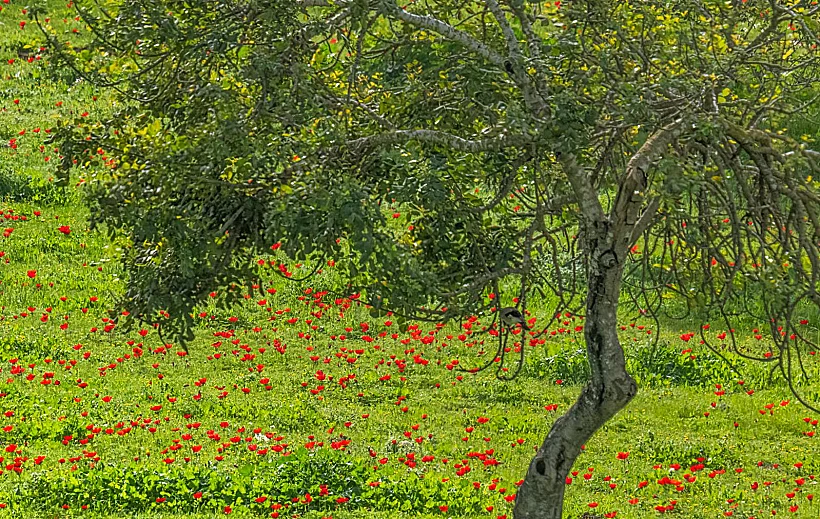 כלניות ביער אמציה