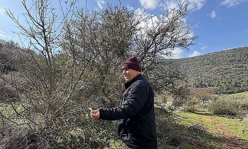 החוויה הבדואית בסלמה זיאד סואעד במהלך סיור הליקוט