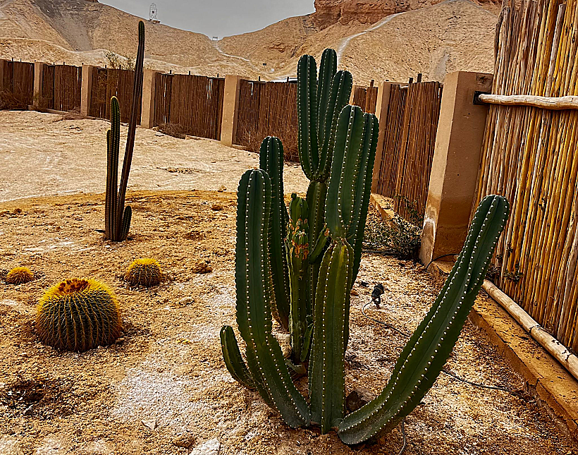 קקטוס בריזורט הוולנס "Moa Living"