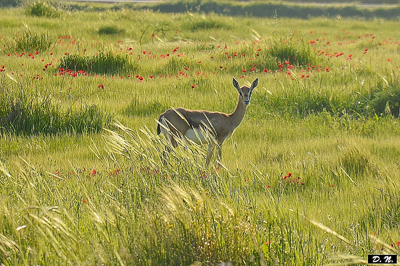 צבי בבקעת הירדן V