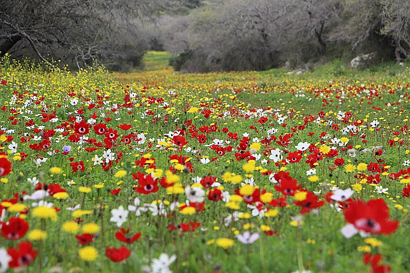 פריחה ברמת מנשה