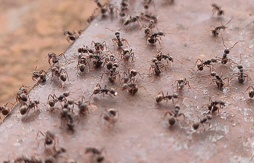 מין הנמלים שמתרבה בלי זכרים