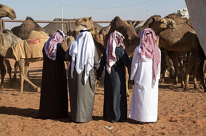״קרדשיאנס של הגמלים״