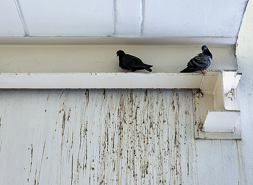 עשרות יונים השתלטו על הדירה