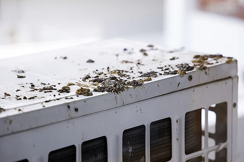 קינים, נוצות ושכבות של לשלשת בכל פינה