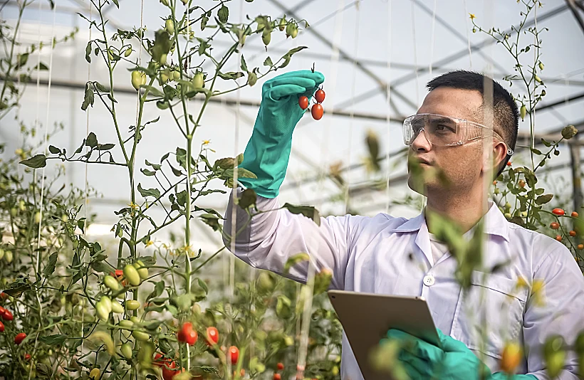 צוות חוקרים הצליח להנדס זן עגבנייה חדש