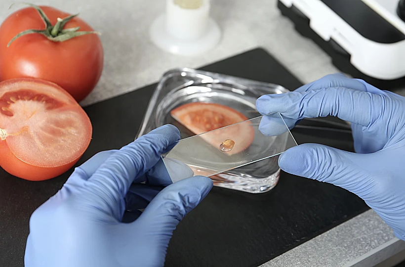 זן עגבנייה חדש שמפיץ ריח המזכיר פופקורן עם חמאה