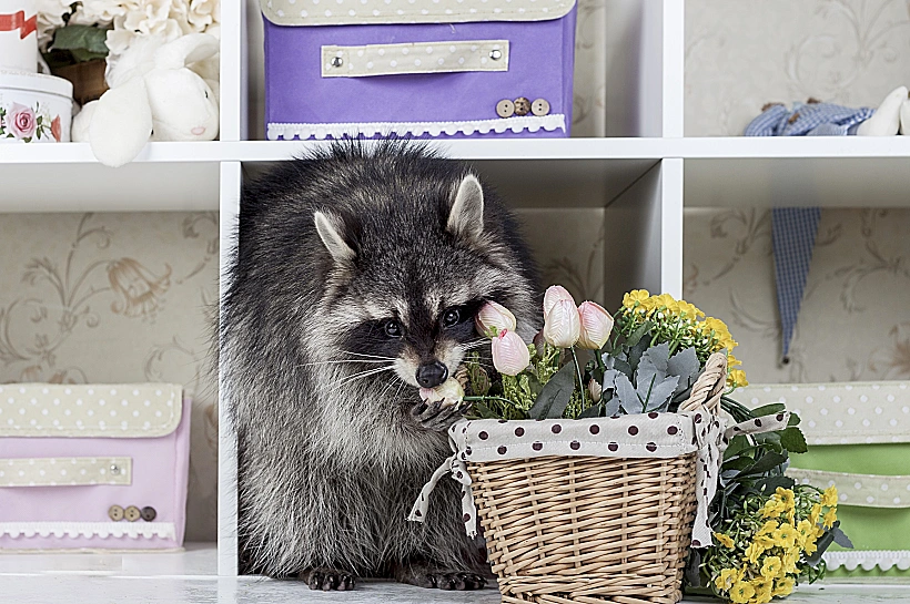 דביבונים ידועים בארצות הברית כבעלי חיים חכמים במיוחד