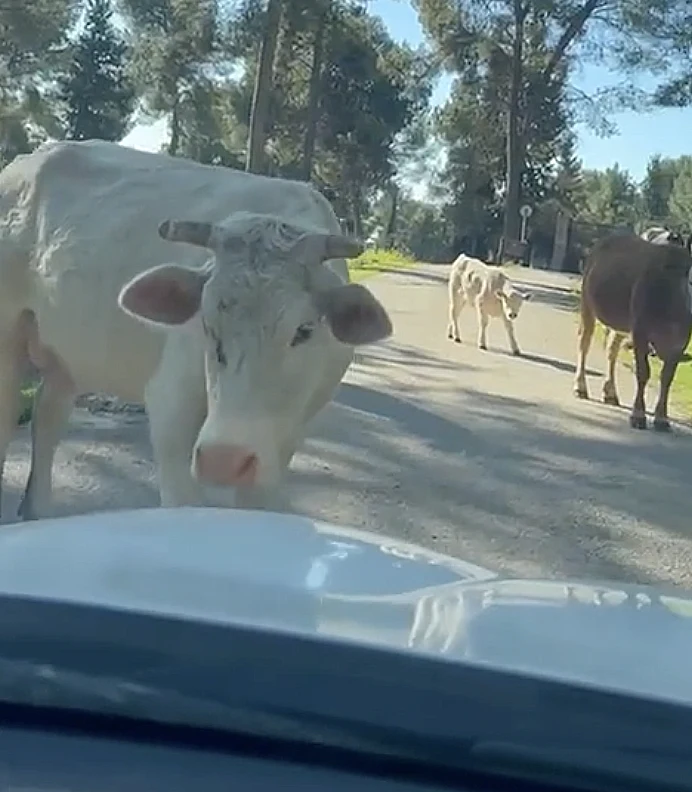 פרות חסמו את הדרך ויצרו תמונה פסטורלית