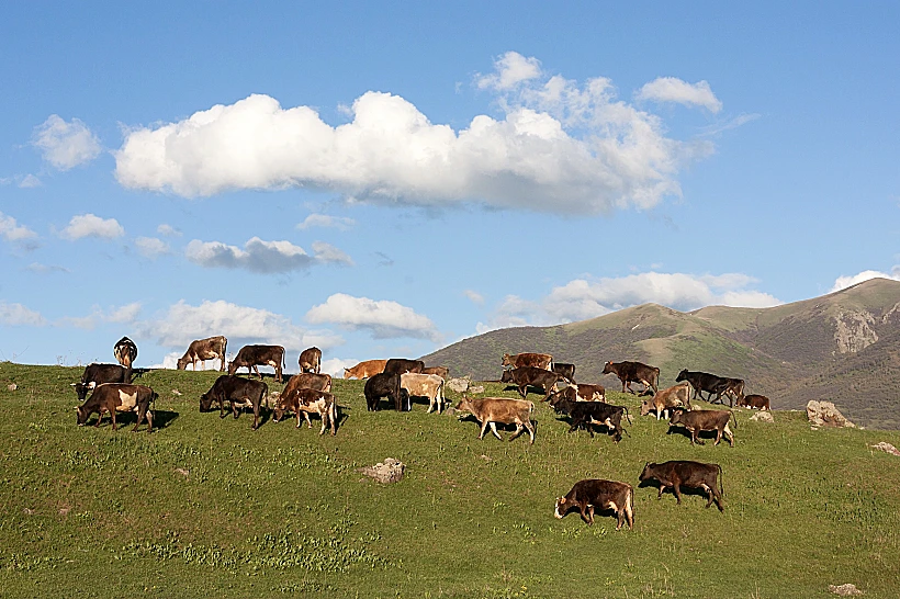 גילה באמצע הדרך עדר פרות רגוע שחוסם את הכביש