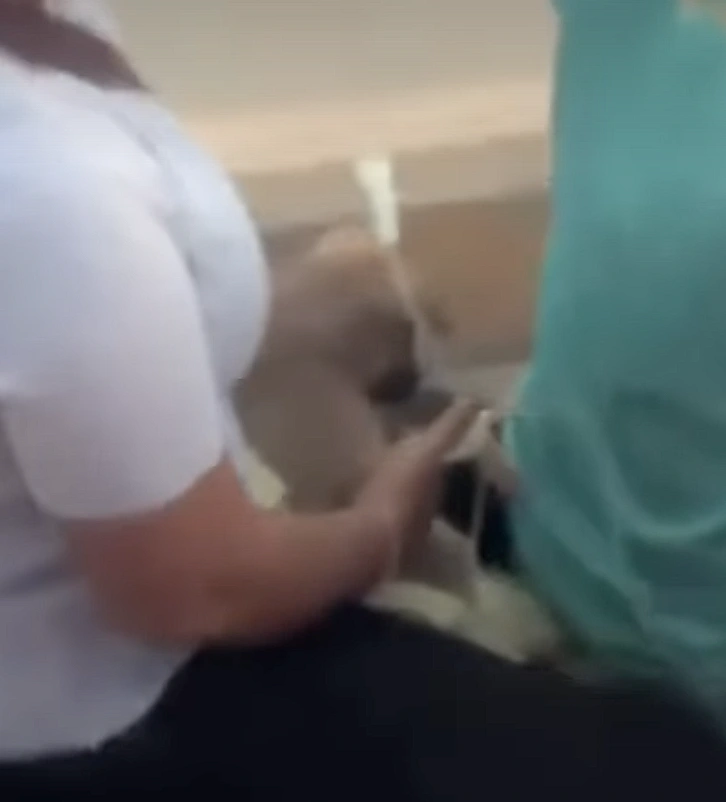 אנשים נאלצים למצוא פתרונות יצירתיים כדי לעזור לבעלי חיים. לפעמים זה אומר נסיעה ארוכה לווטרינר הקרוב.