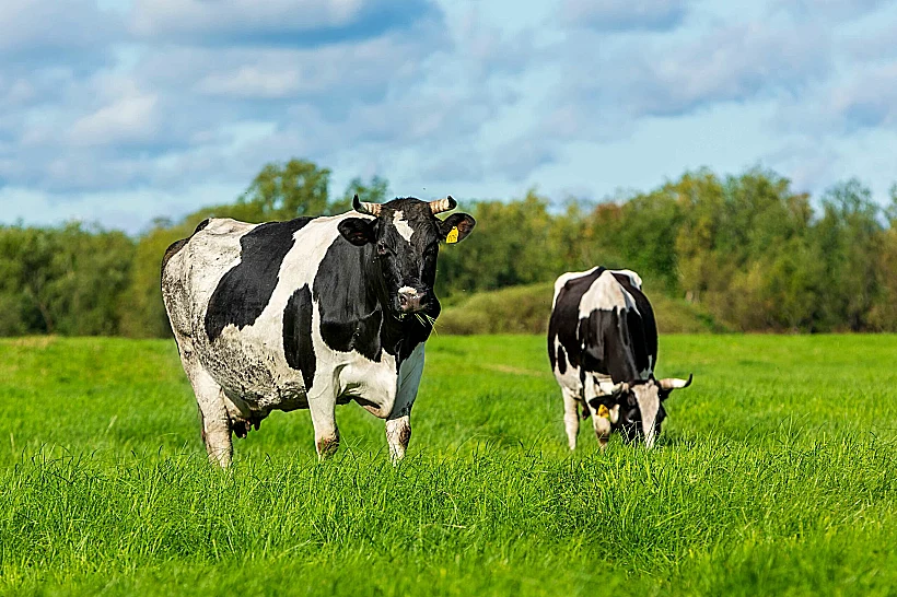 גושים קטנים שנוצרים לעיתים בכיס המרה של פרות. בעולם הרפואה הסינית המסורתית הן נחשבות חומר גלם נדיר במיוחד