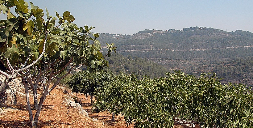 שביל הבעל בסטף