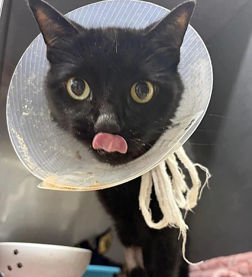 החתולה שהגיעה לניתוח חירום - וזה מה שהוציאו לה מהבטן