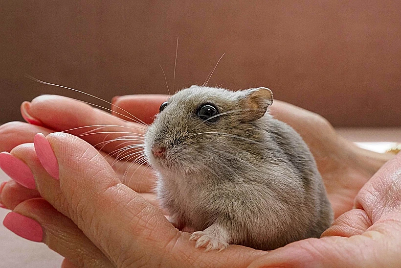 עצם הניסיון "לתפוס"