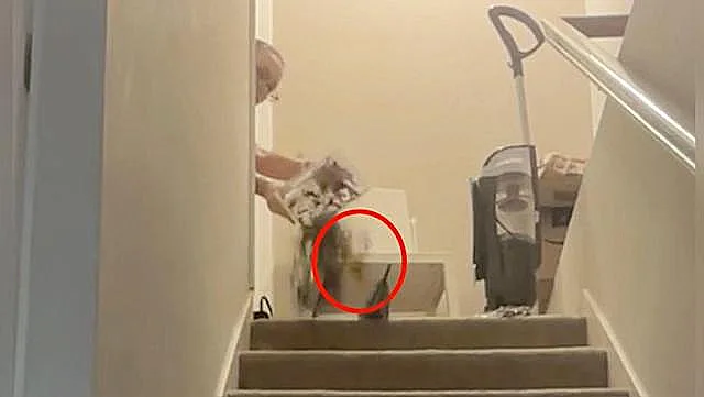 הרגע שתועד בו הושלכה טרנטולה חיה במורד המדרגות