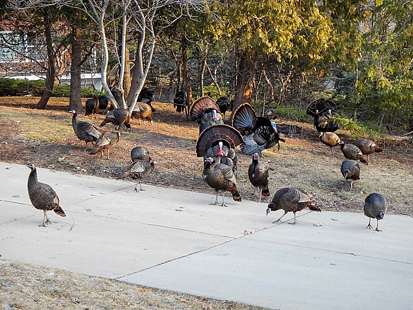 דווח כבר על תרנגולים שעצרו תנועת רכבים